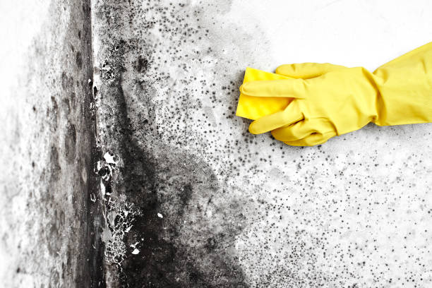 Best Mold Removal and Inspection  in Kensington, NY
