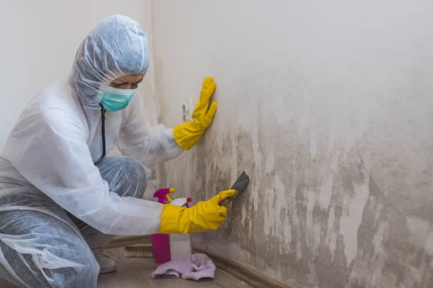 Best Affordable Mold Removal  in Kensington, NY