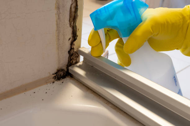 Best Affordable Mold Removal  in Kensington, NY