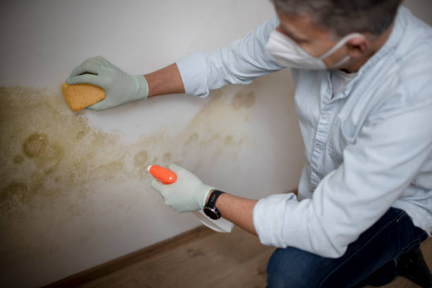 Best Certified Mold Removal  in Kensington, NY