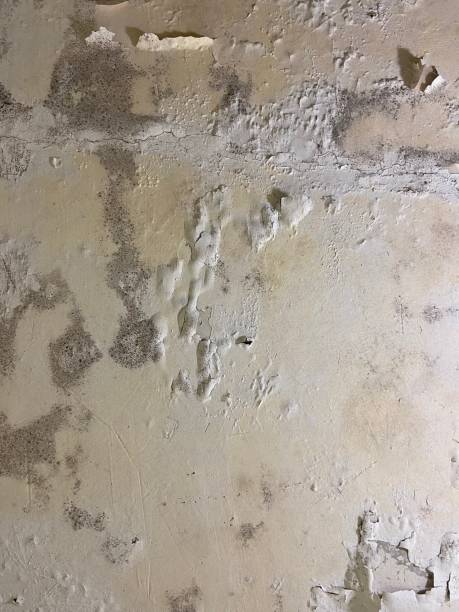 Best Home Mold Removal  in Kensington, NY