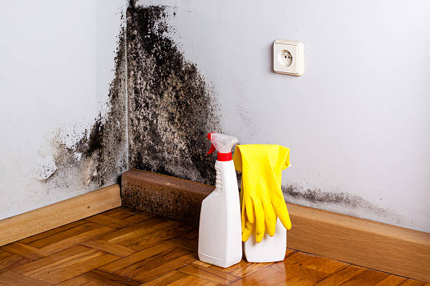 Best Office Mold Removal Services  in Kensington, NY