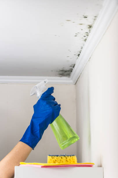 Best Toxic Mold Removal  in Kensington, NY