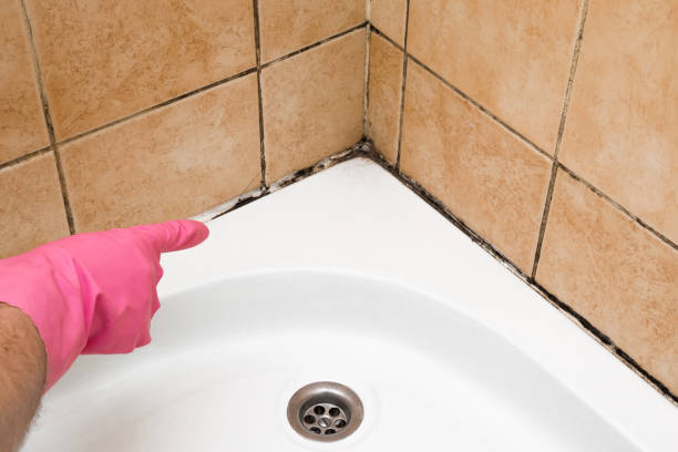 Best Residential Mold Removal  in Kensington, NY